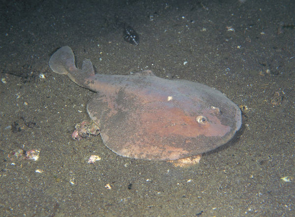  p>日本单鳍电鳐(学名: i>narke japonica /i>)是电鳐科,单鳍电鳐属