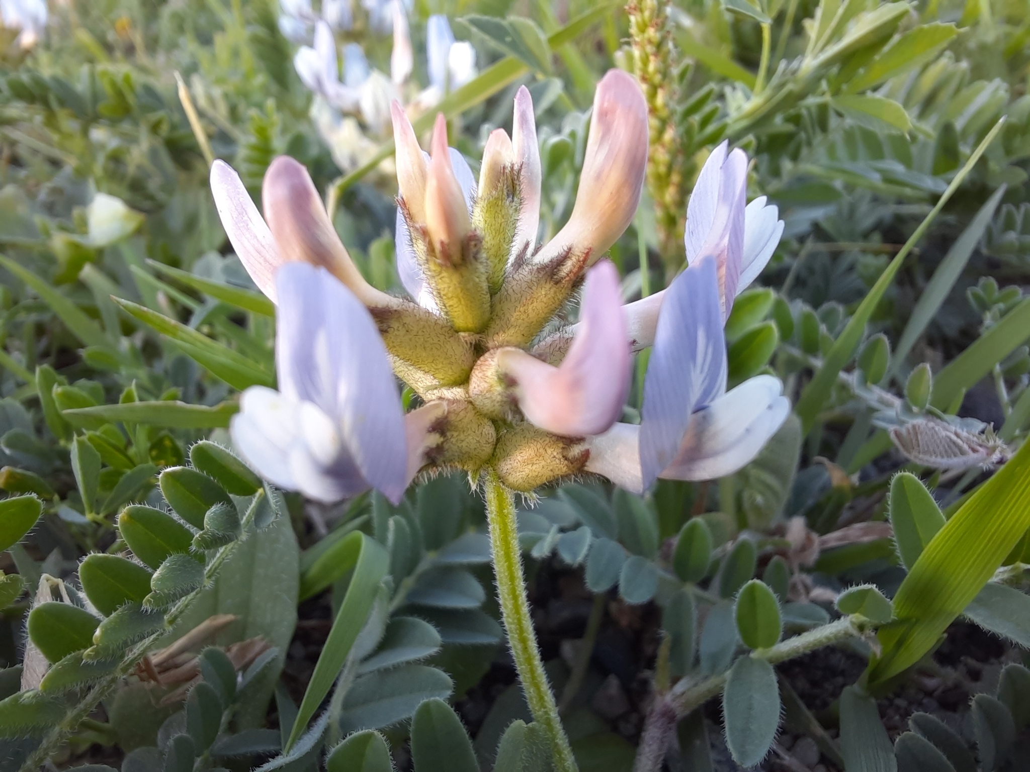 藏新黄芪