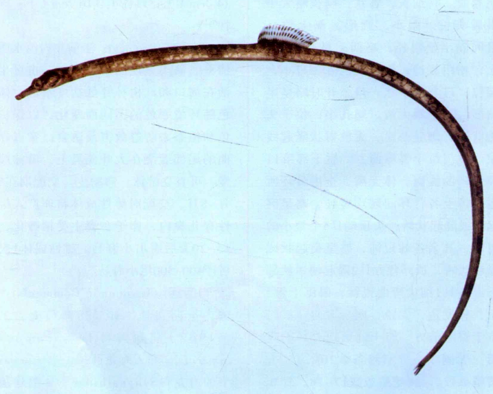 trachyrhamphus  serratus