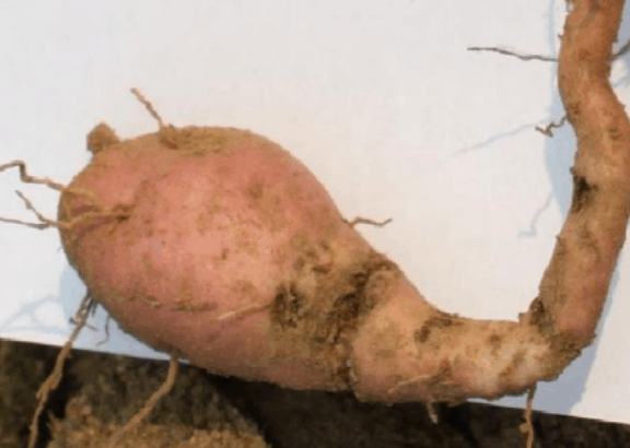 甘薯烂根病