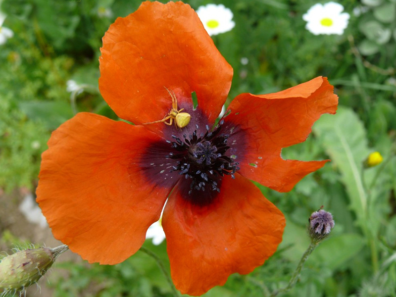  p>罂粟属(学名: i>papaver /i>):是罂粟目,罂粟科下的一属植物,共有