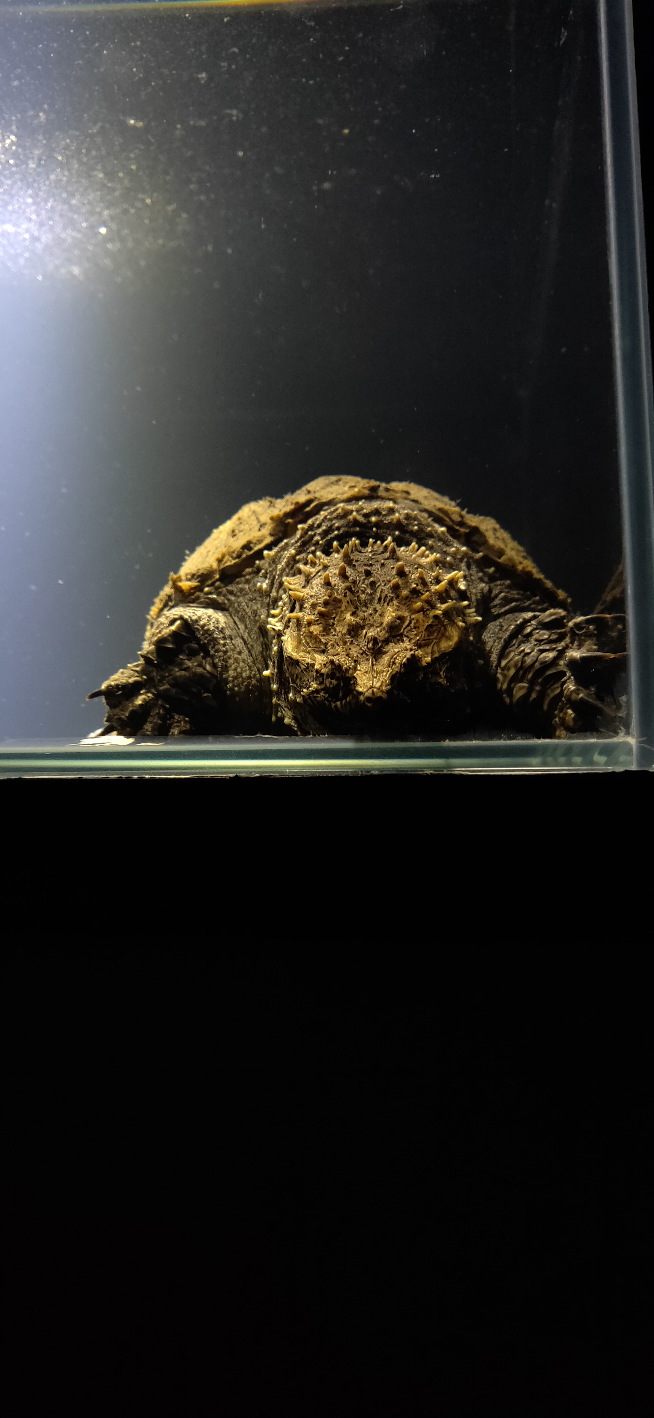  p>佛鳄是拟鳄龟属下的一个亚种,全称 a target="_blank" href="/item