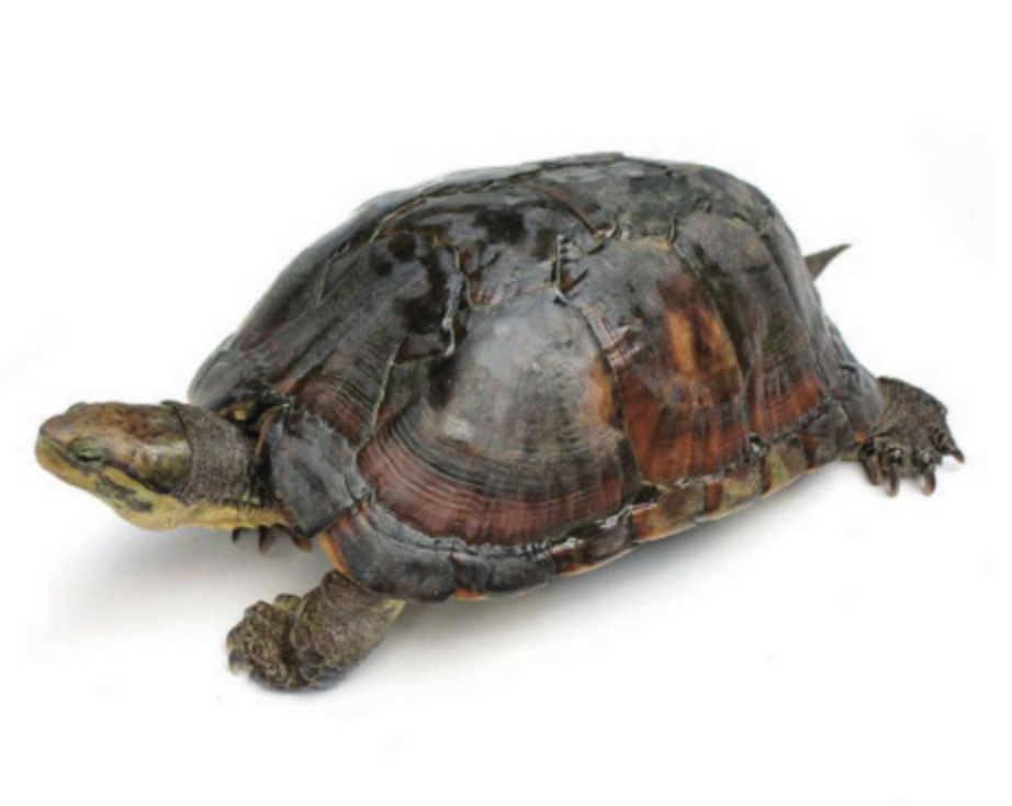  p>广西拟水龟(学名: i>mauremys guangxiensis /i>)是龟科,拟水龟属