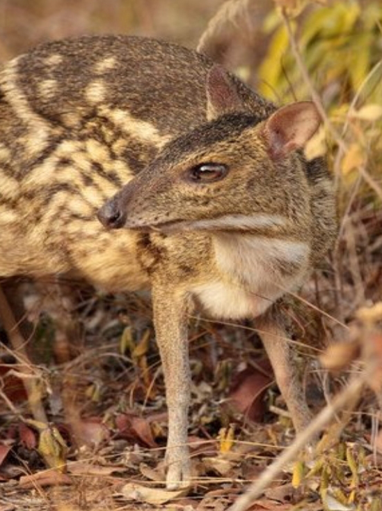 white-spotted chevrotain