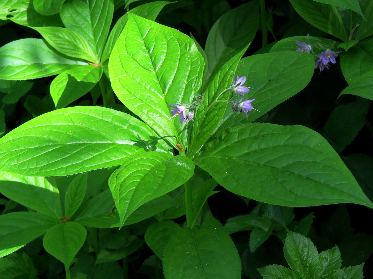 多年生草本植物(多年生草本植物和一年生草本植物)