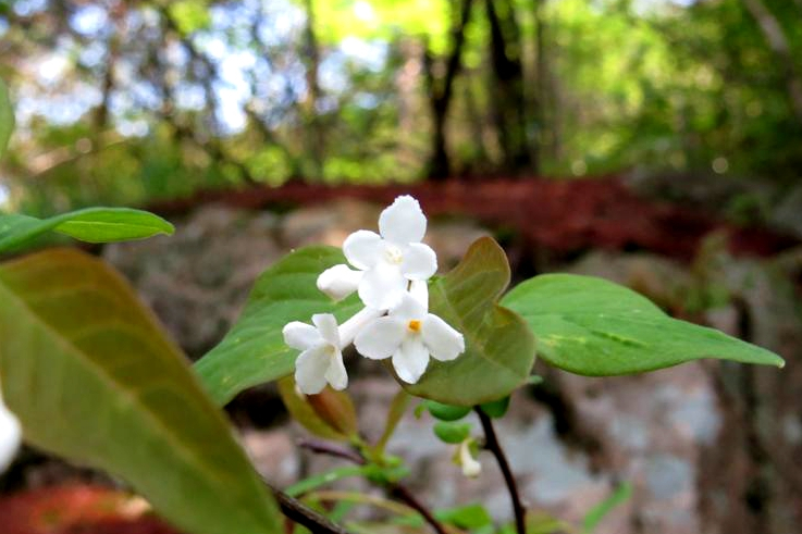 是瑞香科,荛花属 a href="#" data-lemmaid="1520017">灌木 /a>,高