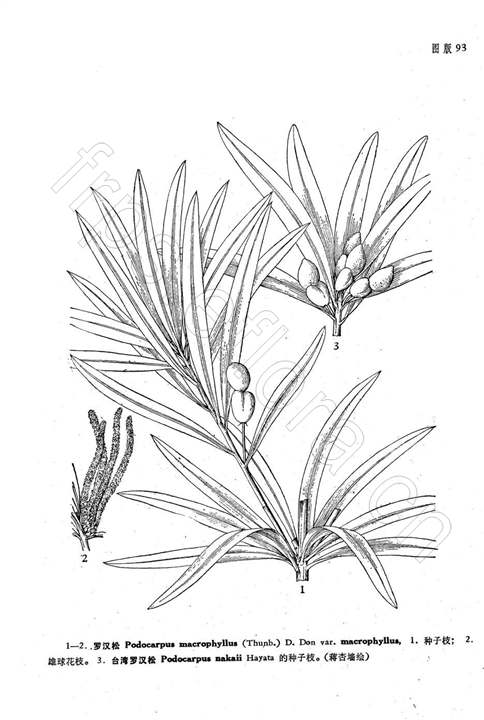 罗汉松(原变种)