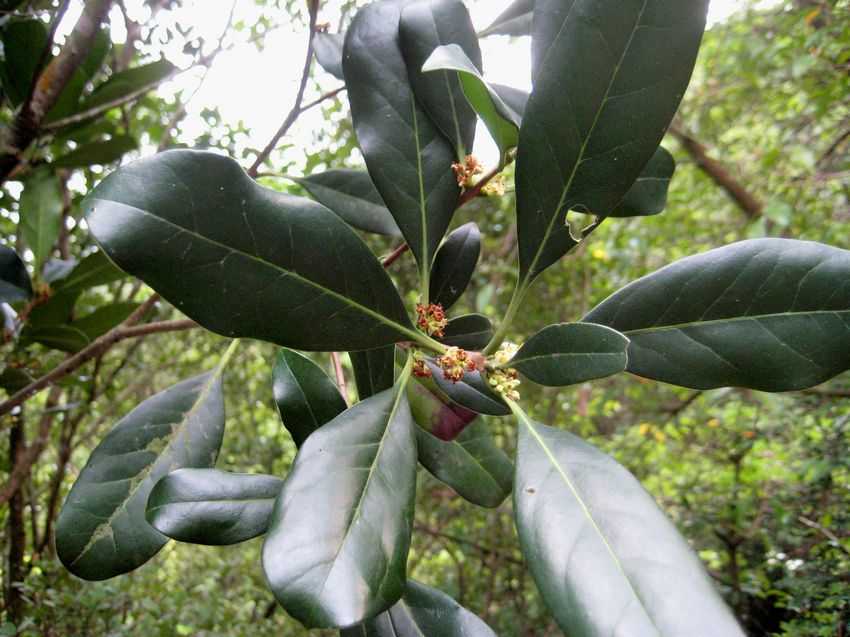 li)是 a target="_blank" href="/item/木樨科/2368877