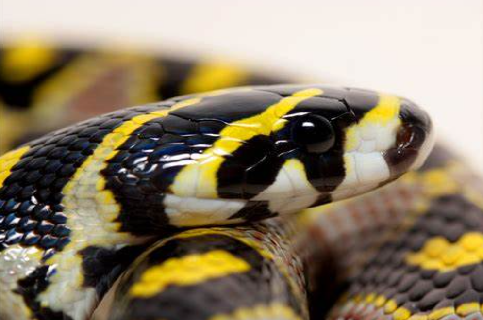  i>euprepiophis mandarinus /i>)是游蛇科,锦蛇属小型无毒蛇