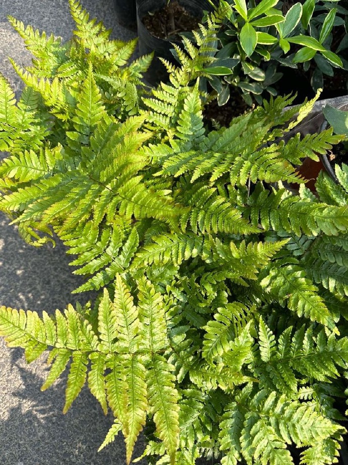 dryopteris erythrosora brilliance)是植物界蕨类植物门鳞毛蕨科鳞