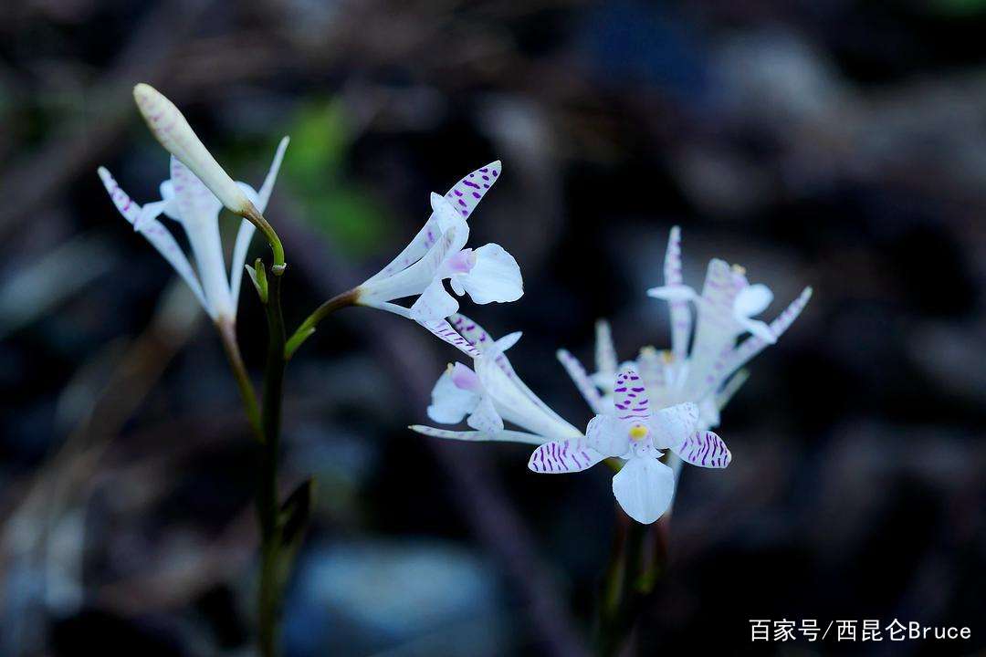 罕见 安徽发现近危物种杜鹃兰 世界只有3种 大别山区仅1种 百科ta说