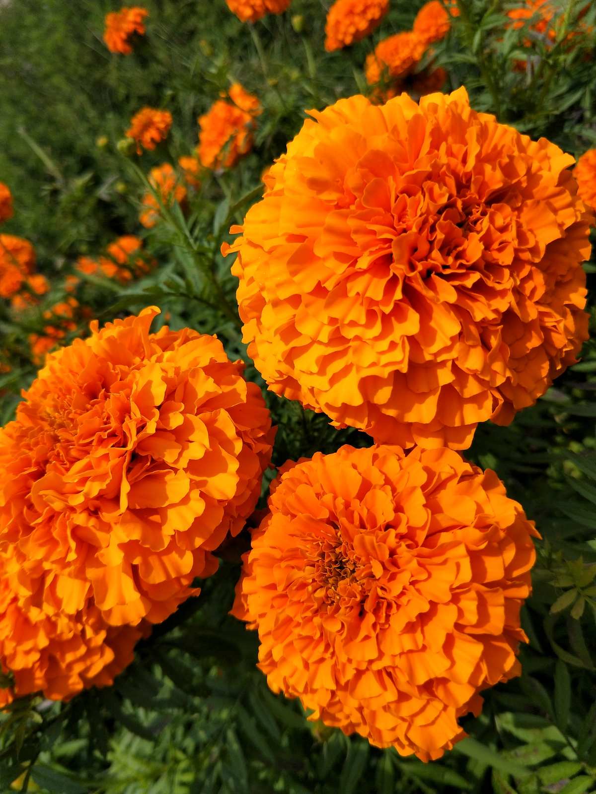  p data-id="ta3t1pzeibgn">万寿菊( i>tagetes erecta /i> l.