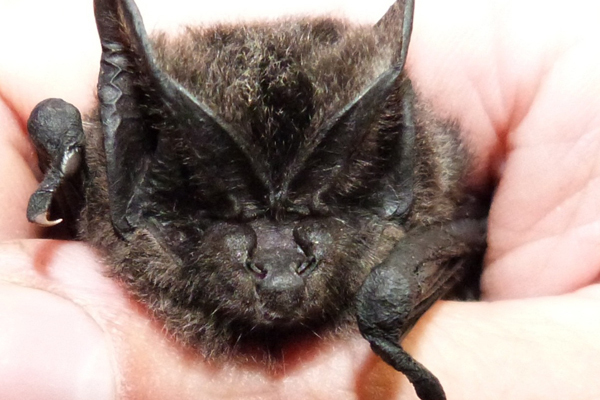 宽耳蝠大吉岭亚种