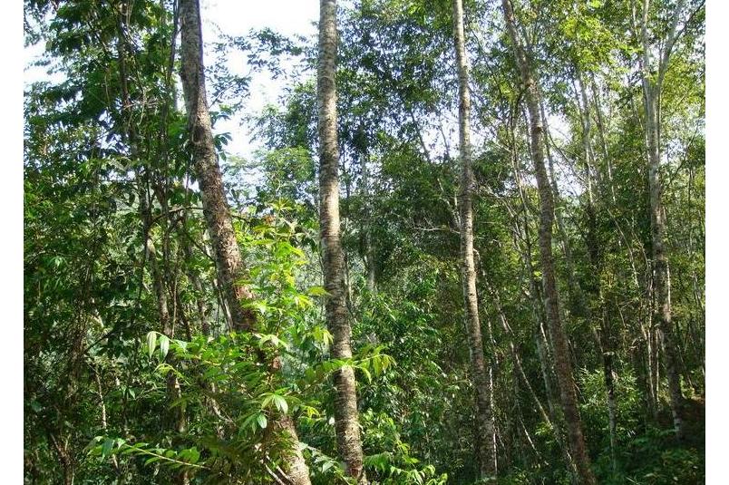 西南桦云南勐腊群体35家系