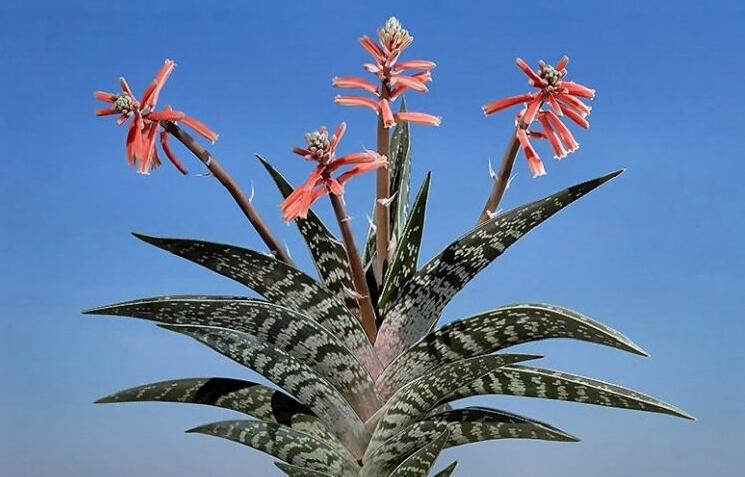 翠花掌