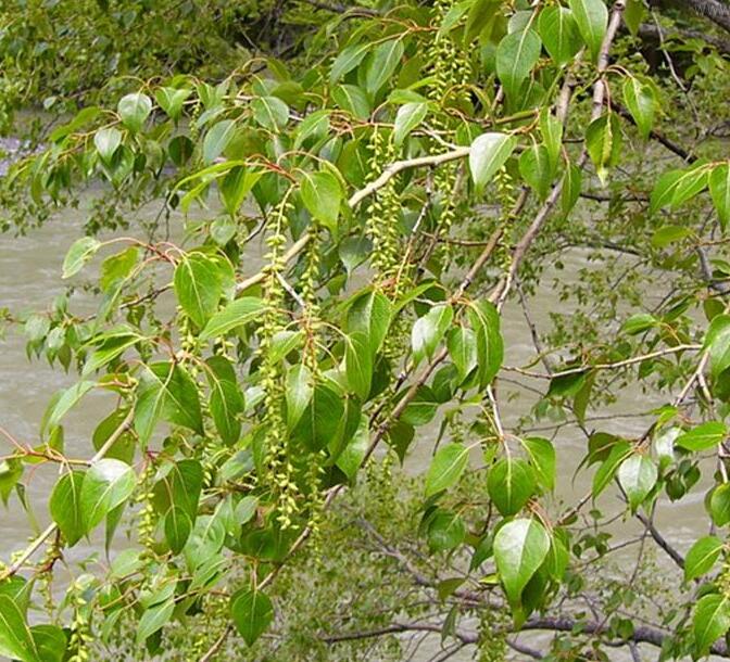 是杨柳科,杨属植物.乔木,高达20米.