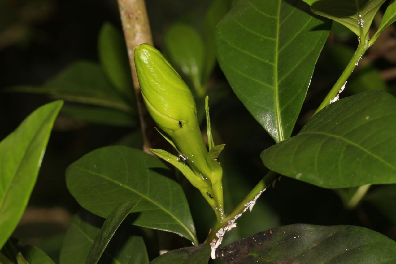 栀子（茜草科栀子属植物）_百度百科