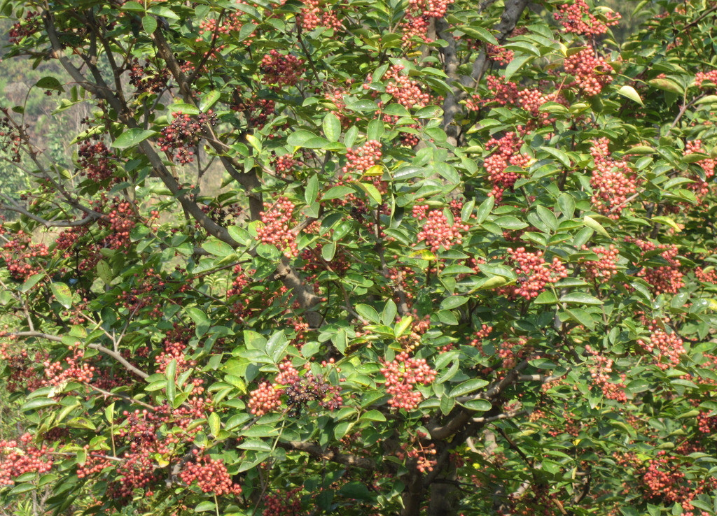  p>毛刺壳花椒产广西天峨,贵州(安龙),云南(文山,蒙自等). /p>