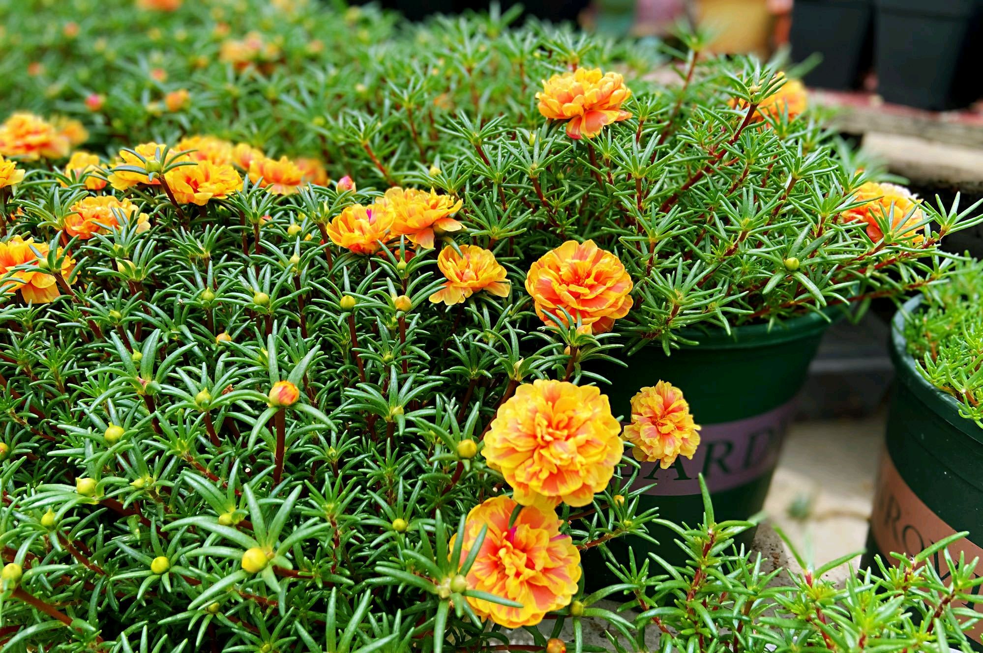 我的太阳花盆栽枝干长得粗壮 就是几个月了还不开花怎么办 百科ta说