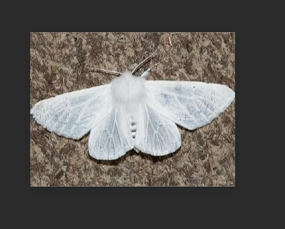  p>斑毒蛾( i>dendrophleps semihyalina /i>&nbsp;hampson,1892)