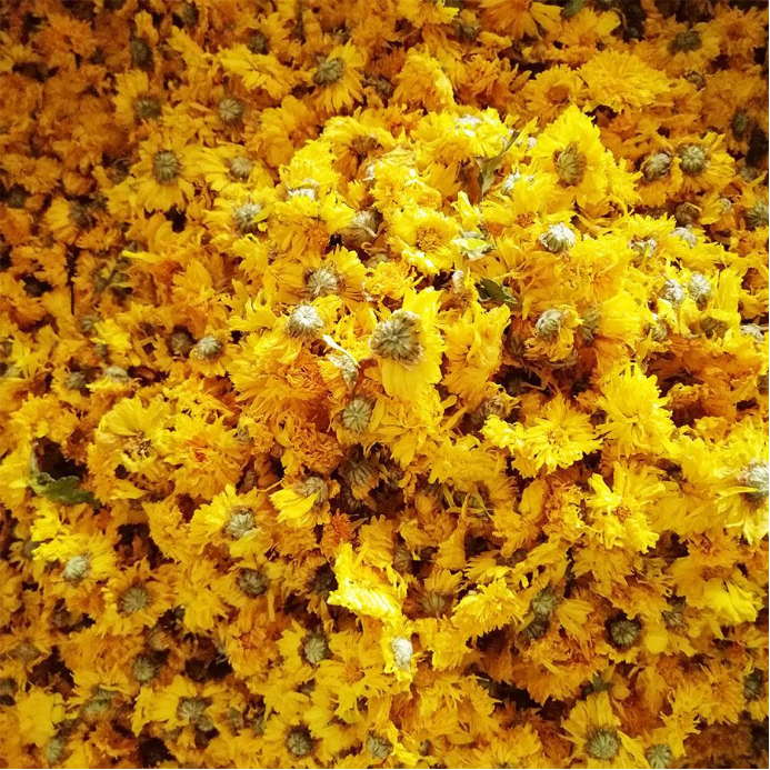 黄菊花 菊花之中也有异同 百科ta说