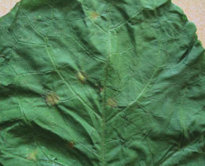  p>丝瓜霜霉病是由古巴假霜霉引起的,发生在 a target="_blank" href=