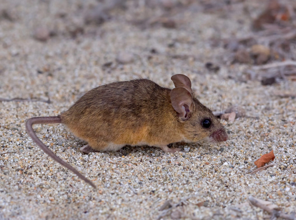  p>荒漠鹿鼠(学名: i>peromyscus eremicus /i>):是哺乳纲,鼠科的啮齿