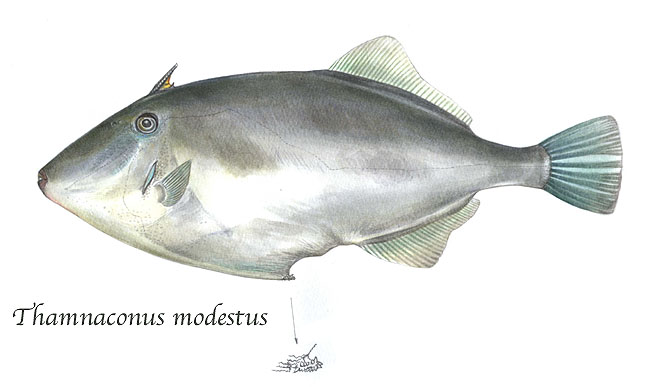  p>绿鳍马面鲀(学名:  i>thamnaconus modestus /i>)是单角鲀科,马面