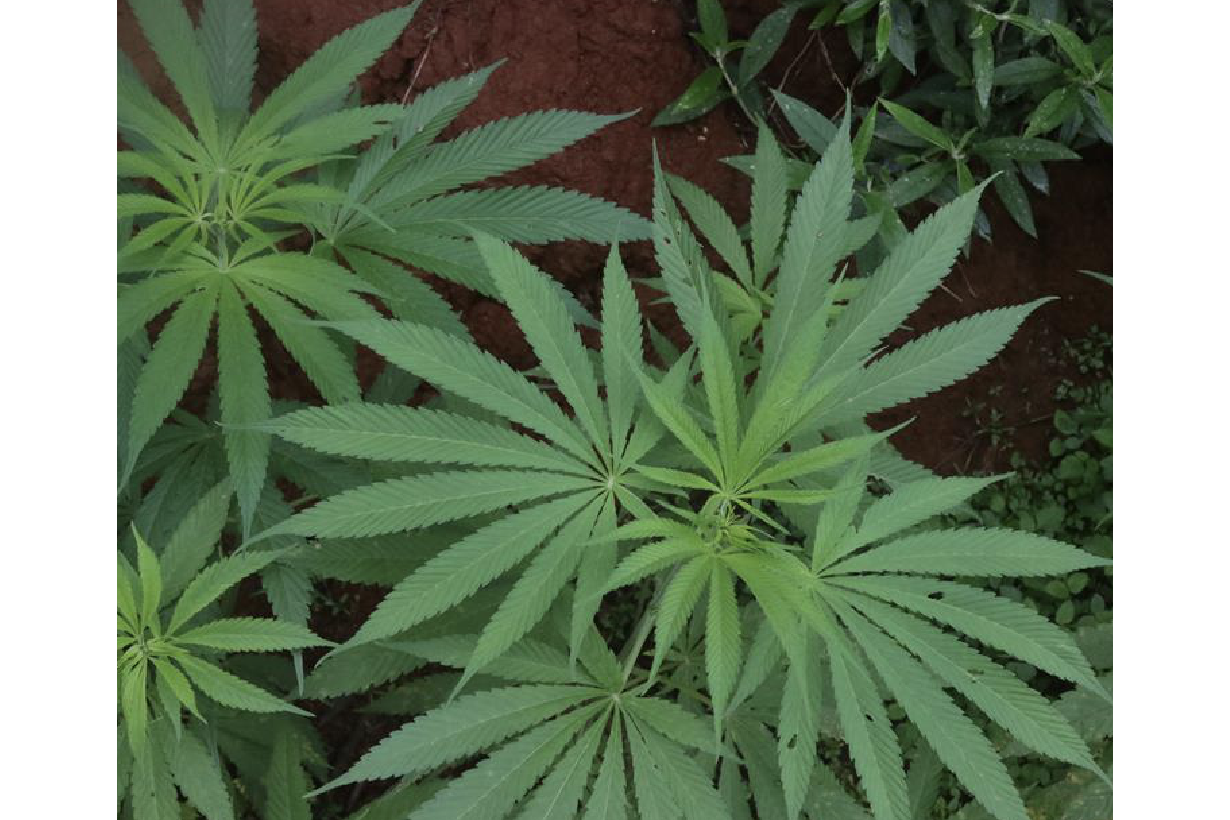  p data-id="txtjftwvoazi">大麻( i>cannabis sativa /i> l.