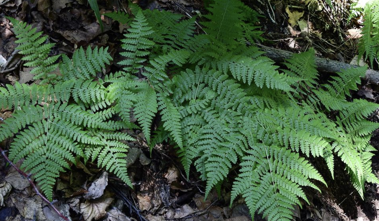  p>华北鳞毛蕨(学名: i>dryopteris goeringiana  /i>(kunze) koidz.