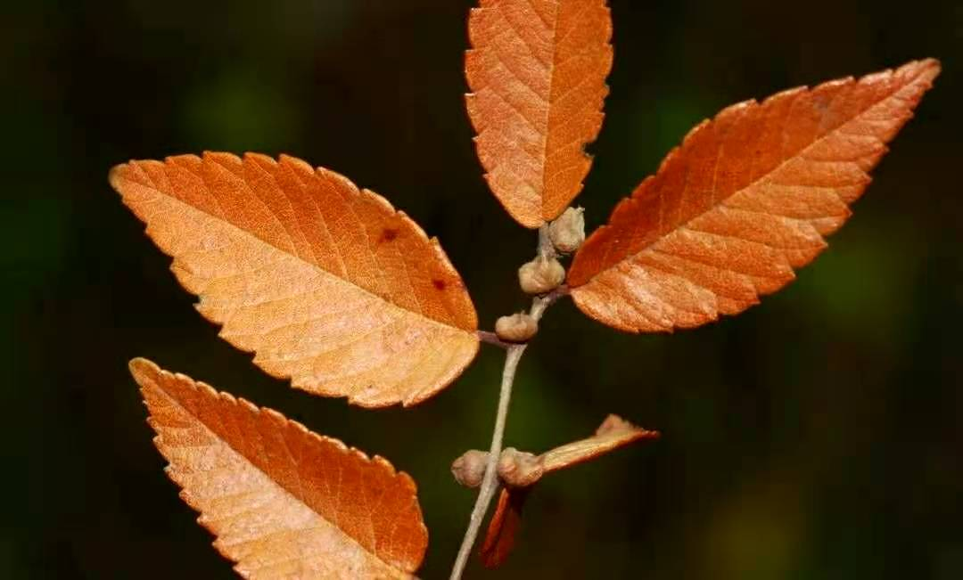 榉树，既有深厚的文化底蕴，也有不凡的“实力”_百科TA说