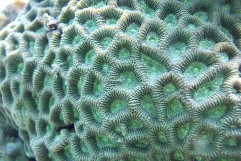 多弯角蜂巢珊瑚