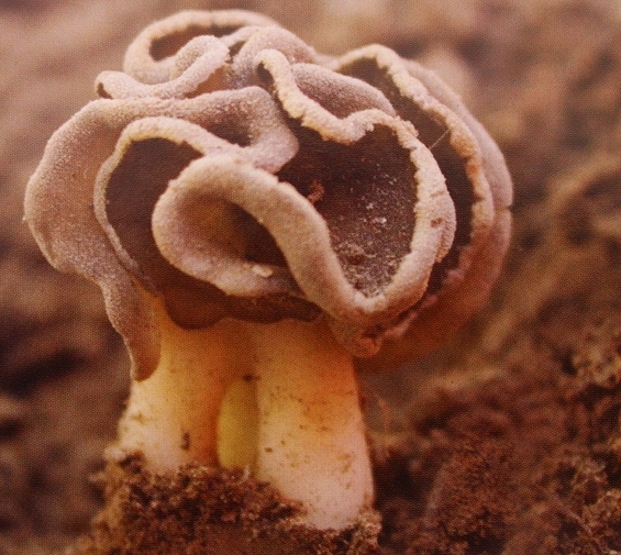  p>裂盖马鞍菌子囊果较小.