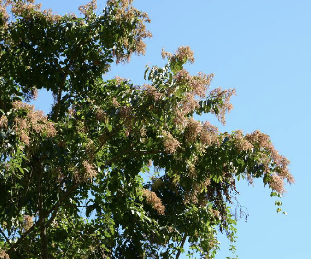  p>千果榄仁(学名: i>terminalia myriocarpa /i> vaniot huerck et