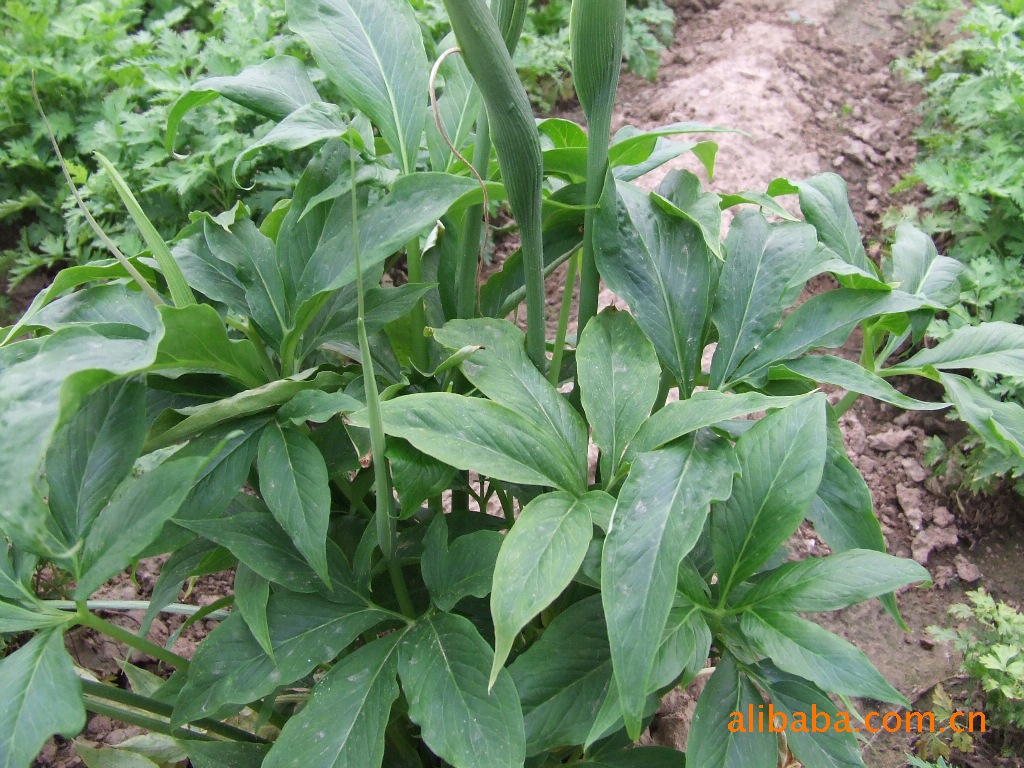 arisaema dahaiense h. li
