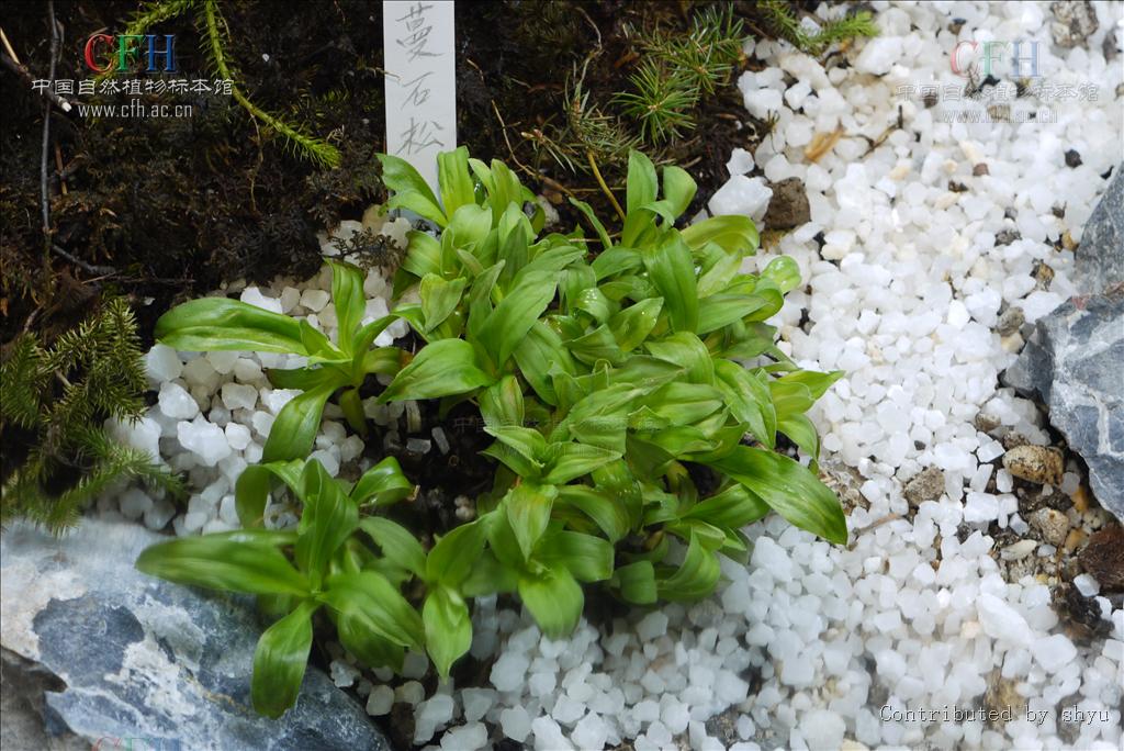  p> a href="#" data-lemmaid="4263085">刺芒龙胆 /a>(学名: i>