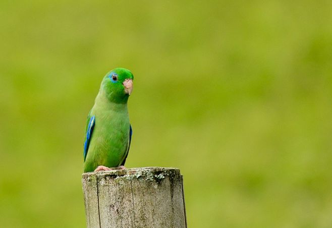  p>眼镜鹦哥(学名:forpus conspicillatus)是一种小鹦鹉,体羽主要是