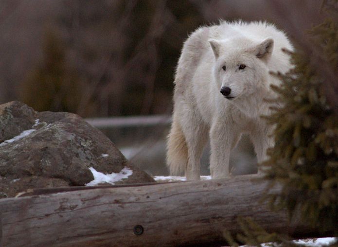  p>北极狼(学名: i>canis lupus arctos /i>),又称 a href="#" data