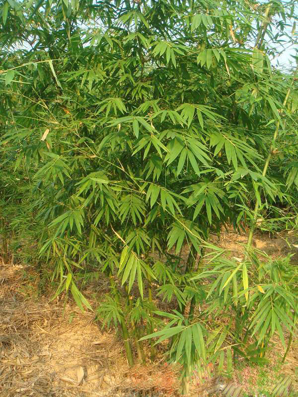  p>马来甜龙竹(学名: i>dendrocalamus aspera /i> (j. a. et j. h.