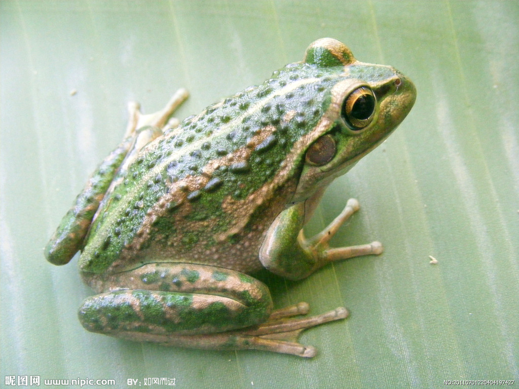 长牙青蛙