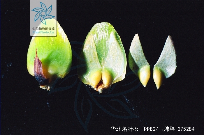 larix principis-rupprechtii mayr