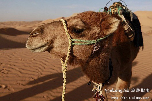 非洲撒哈拉大沙漠