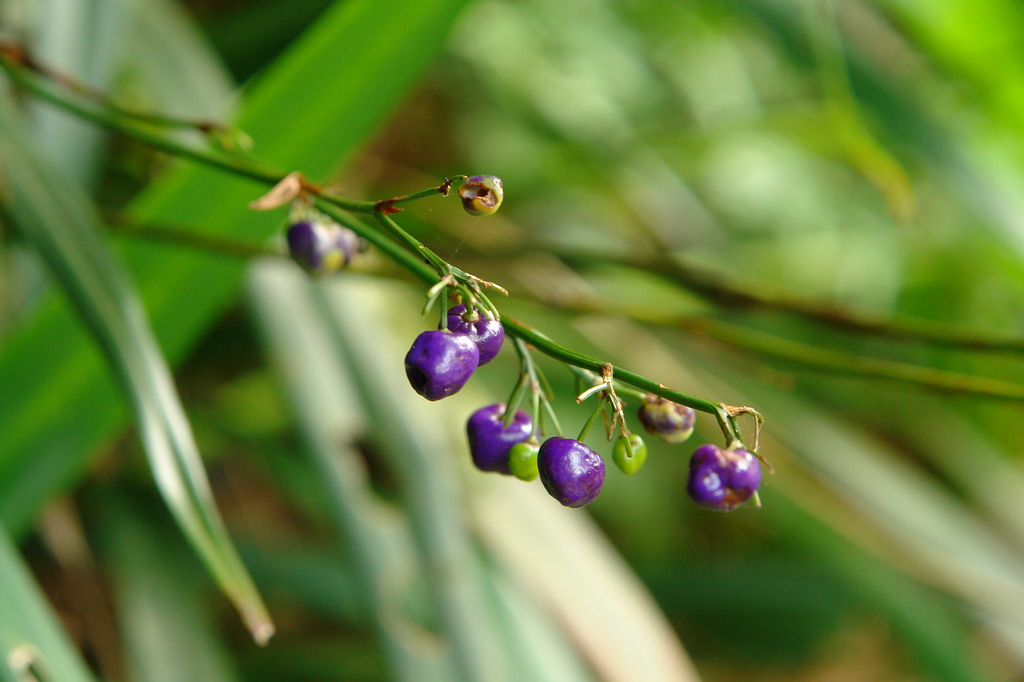  p>山菅,学名: i>dianella ensifolia (l.) dc.