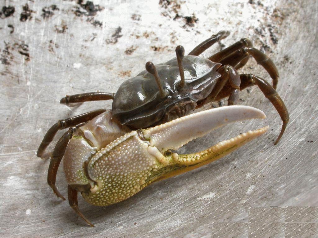 " data-lemmaid="2270214">螯 /a>,摆在前胸的大螯像是武士的盾牌