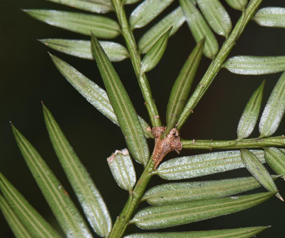  p>云南榧(学名: i>torreya fargesii /i> franch. var.