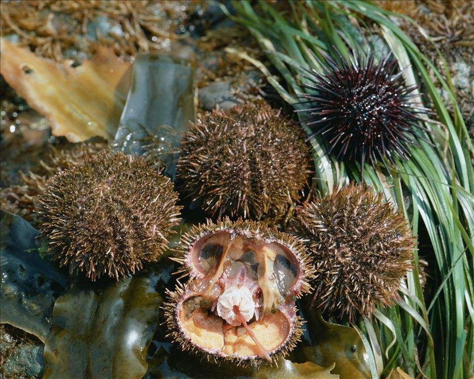  p>海胆类, a href="#" data-lemmaid="416492">棘皮动物 /a>游走亚门