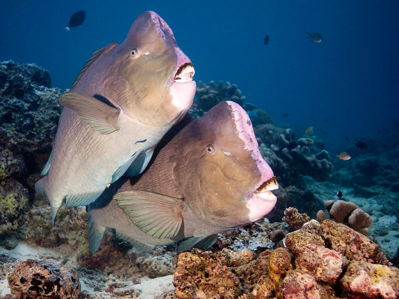 green humphead parrotfish