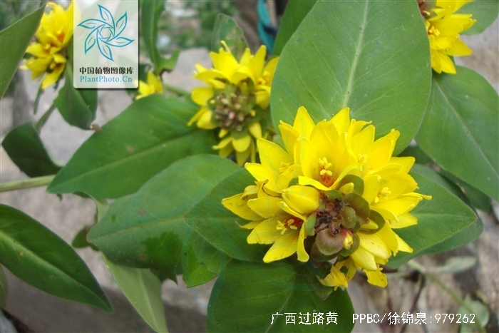  p>广西过路黄(学名: i>lysimachia alfredii  /i>hance)是 a href="