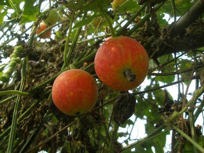 data-lemmaid="6578549">长清区 /a>特产,全国农产品地理标志