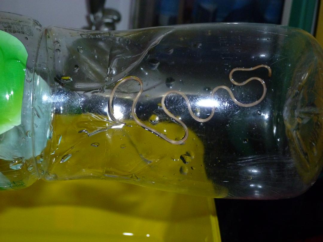  p>铁线虫(gordiacea von stebold,1843)又名发形蛇(hair snake),亦称